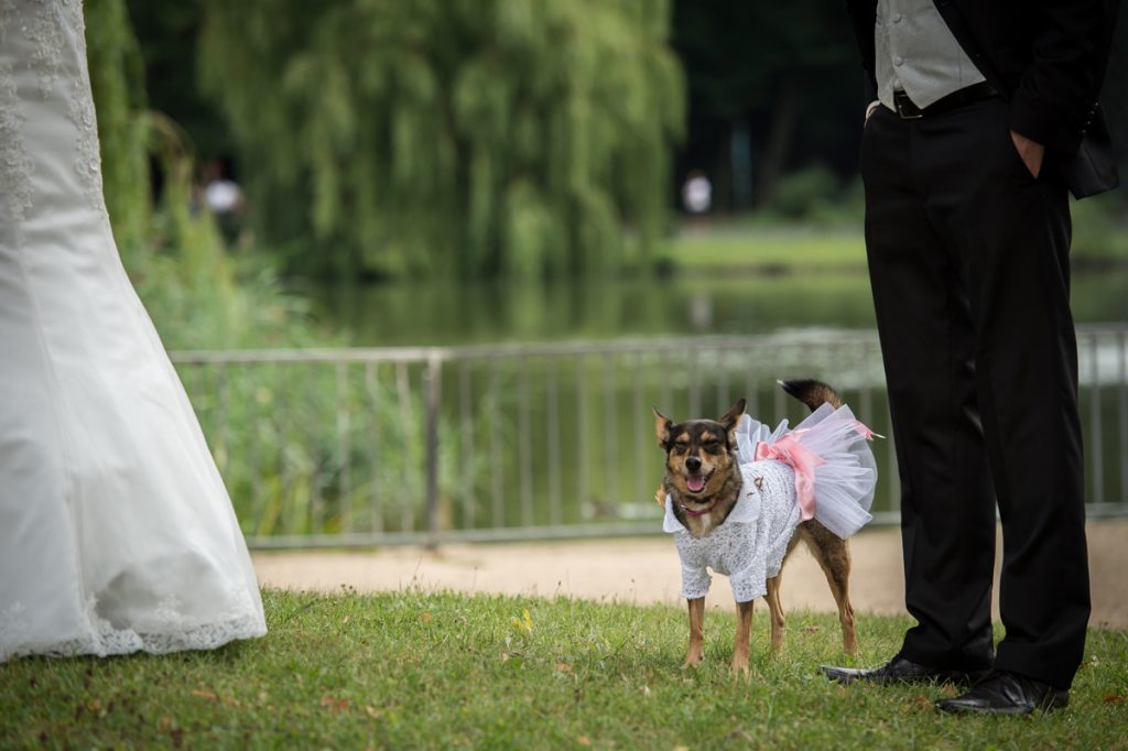 Ein Hund im Brautkleid